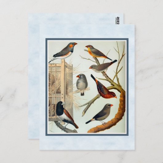 Vintage Zebra-Finish Postkarte (Vorne/Hinten)