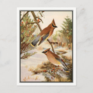 Vintage-Zedernseidenschwanz von Robert Bruce Horsf Postkarte