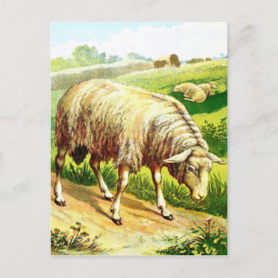 Vintage Zeichnung: Das Schaf Postkarte