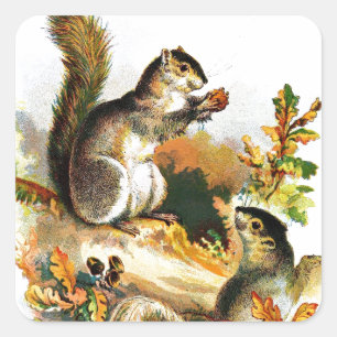 Vintage Zeichnung: Eichhörnchen im Herbst Quadratischer Aufkleber