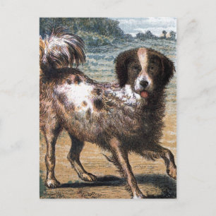 Vintage Zeichnung: Ein streunender Hund Postkarte