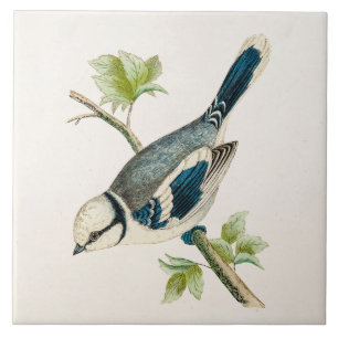 Vintage Zeichnung von Singvögeln, Blaue Vögel, 180 Fliese