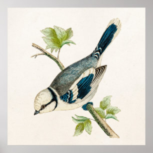 Vintage Zeichnung von Singvögeln, Blaue Vögel, 180 Poster