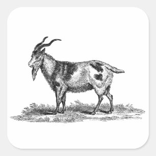 Vintage ZiegenIllustration - Ziegen aus dem 18. Ja Quadratischer Aufkleber