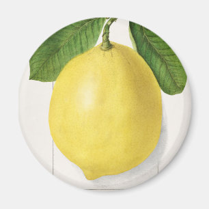 Vintage Zitrone Magnet