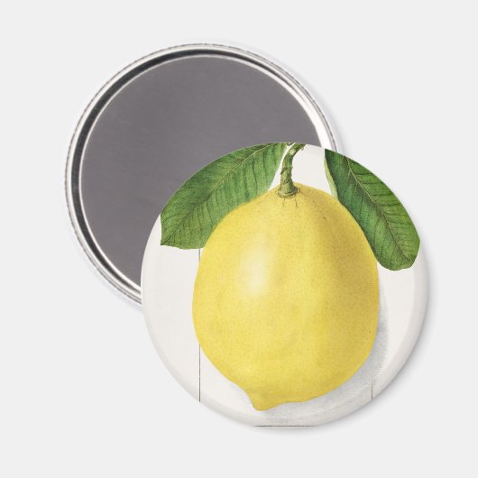 Vintage Zitrone Magnet (Vorderseite/Rückseite)