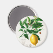 Vintage Zitrone Magnet (Vorderseite/Rückseite)