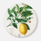 Vintage Zitrone Magnet (Vorne)