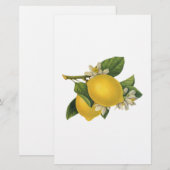 Vintage Zitronen-Illustration Briefpapier (Vorne/Hinten)