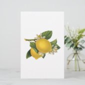 Vintage Zitronen-Illustration Briefpapier (Stehend Vorderseite)