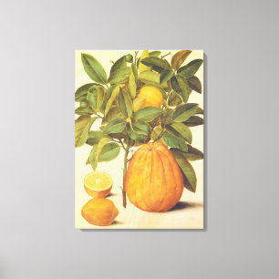 Vintage Zitronen und Pomelo Botanische Malerei Leinwanddruck