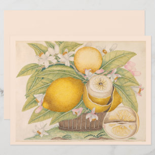 Vintage Zitronen Zitrusfrüchte Zeichnend Scrapbook