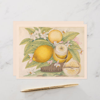Vintage Zitronen Zitrusfrüchte Zeichnend Scrapbook