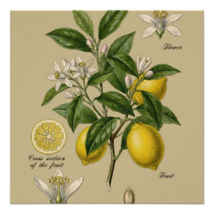 Vintage-Zitronenbaum-Botanische-Illustrations-Tafe Poster