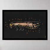 Vintage Zoologie Poster (Vorne)