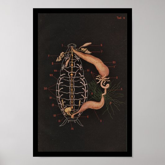 Vintage Zoologie Poster (Vorne)