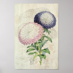 Vintage Zwerge Chrysanthemum-Flower-Aster Poster