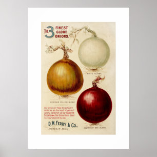 Vintage-Zwiebeldiagramm-Illustrationsdruck Poster