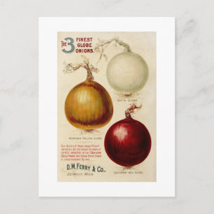Vintage-Zwiebeldiagramm-Illustrationskarte Postkarte