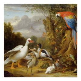 VintageA Macaw Ducks Parrots und andere Vogelarten Poster
