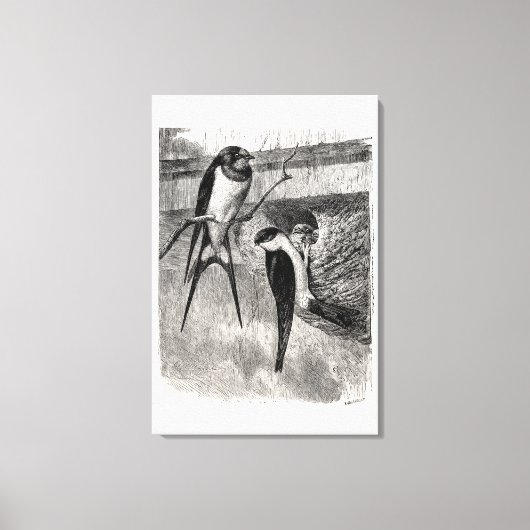 Vintagen 1800er Barn Swallow Martin Bird Swallows Leinwanddruck (Vorderseite)