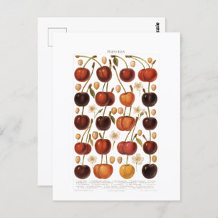 Vintagen 1800er Fruchtkirsche Deutsche Printwerbun Postkarte