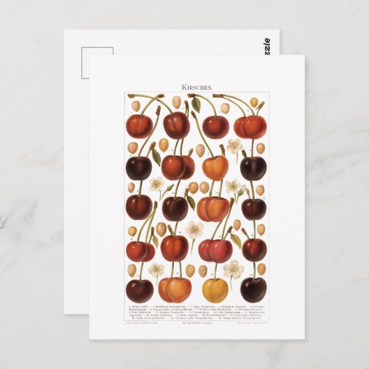 Vintagen 1800er Fruchtkirsche Deutsche Printwerbun Postkarte (Vorne/Hinten)