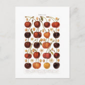 Vintagen 1800er Fruchtkirsche Deutsche Printwerbun Postkarte (Vorderseite)