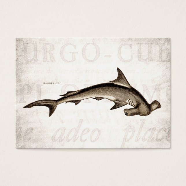 Vintagen 1800er Hammerhead Shark Old Hammer Head (Vorderseite)