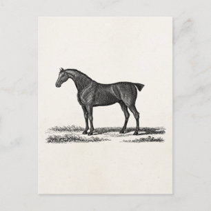 Vintagen 1800er Jahre Englisch Jäger Pferde Jagd P Postkarte