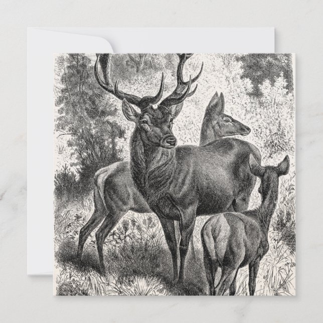 Vintagen 1800er Jahre Red Deer Illustration Stag D (Vorderseite)