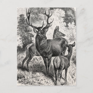 Vintagen 1800er Jahre Red Deer Illustration Stag D Postkarte