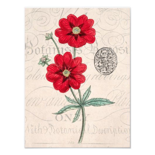 Vintagen 1800er Jahre Rote Blume Botanik Cinquefol Fotodruck (Vorne)