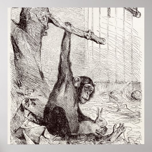 Vintagen 1800er Schimpanzee Kaninchen Affe Bunny C Poster (Vorne)