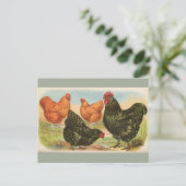 Vintagen Postkarte "Orpington Chickens" (Stehend Vorderseite)