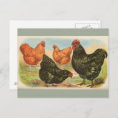 Vintagen Postkarte "Orpington Chickens" (Vorne/Hinten)