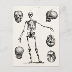 Vintagen Skelett der 1800er Jahre Anatomische Skel Postkarte