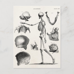 Vintagen Skelett der 1800er Jahre Anatomische Skel Postkarte