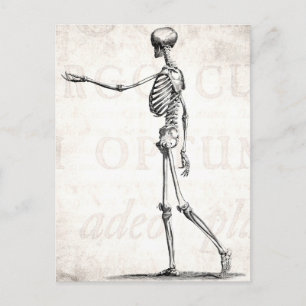 Vintagen Skelett der 1800er Jahre Anatomische Skel Postkarte