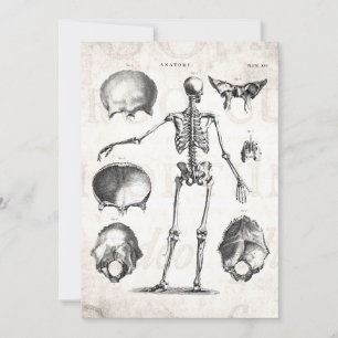 Vintagen Skelett der 1800er Jahre Antikes Anatomie