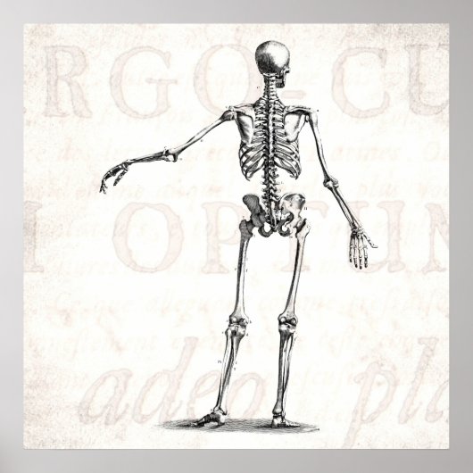 Vintagen Skelett der 1800er Jahre Antikes Anatomie Poster (Vorne)
