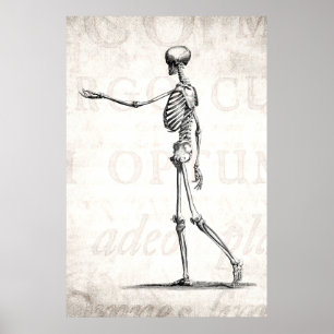 Vintagen Skelett der 1800er Jahre Antikes Anatomie Poster