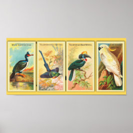 Vintagen vier tropische Vögel in einer Illustratio Poster