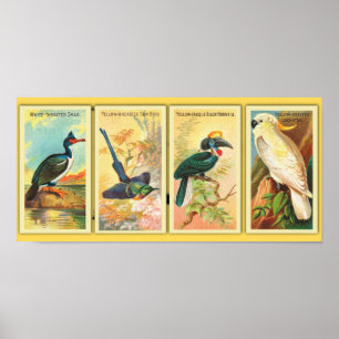 Vintagen vier tropische Vögel in einer Illustratio Poster