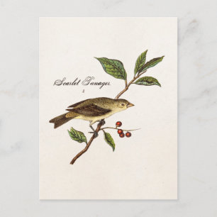 Vintagen Vogelschwanzvögel aus dem 18. Jahrhundert Postkarte