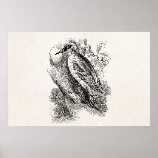 Vintagen Woodpecker Bird Wood Pecker Birds Poster (Vorne)