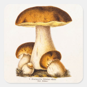 Vintager 1800s Pilz-essbare Pilz-Schablone Quadratischer Aufkleber