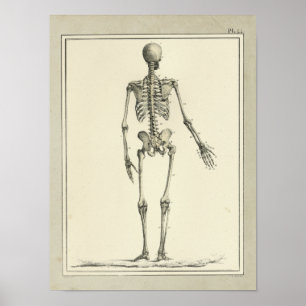 Vintager 1831 Skelett-Anatomie-Druck Poster