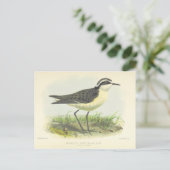 Vintager 1875 von St. Helena Zeichnend Vogel Postkarte (Stehend Vorderseite)