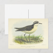 Vintager 1875 von St. Helena Zeichnend Vogel Postkarte (Vorne/Hinten)